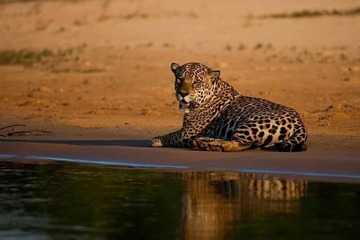 Safari