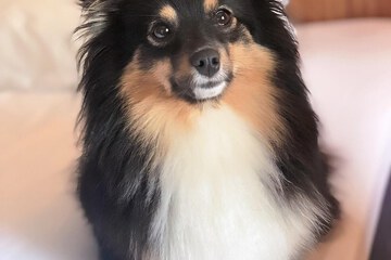 Pet-friendly