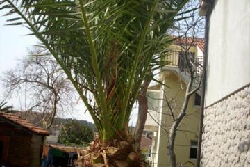 Photo 44