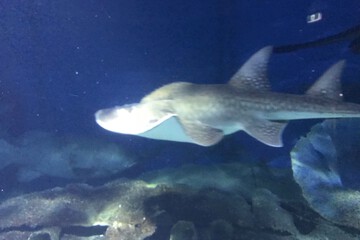 Children's activities