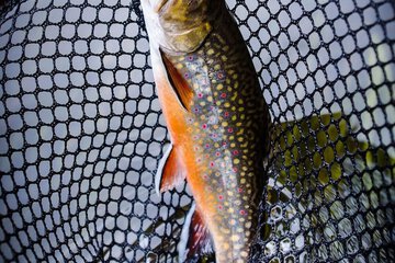 Fishing