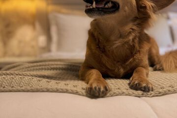 Pet-friendly amenities
