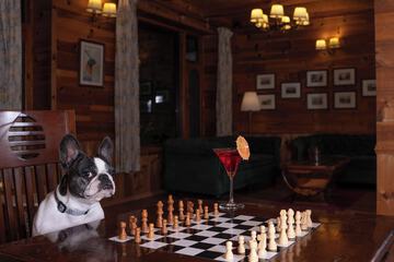 Pet-friendly