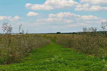 Vineyard