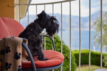 Pet-friendly