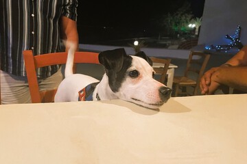 Pet-friendly