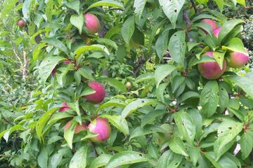 Photo 29