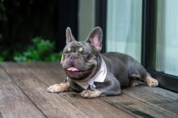 Pet-friendly