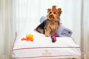 Pet-friendly