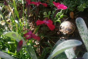 Photo 43