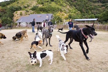 Pet-friendly
