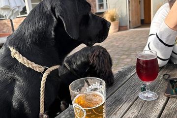 Pet-friendly