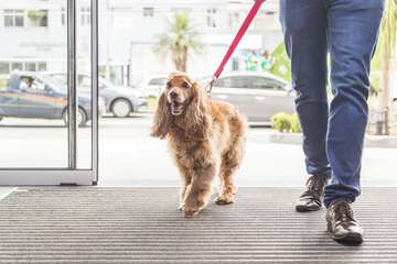 Pet-friendly