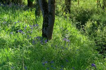 Photo 41