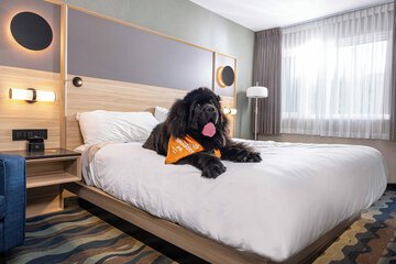 Pet-friendly