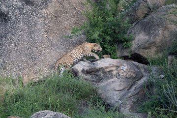 Safari
