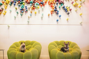 Pet Friendly 101 of 109