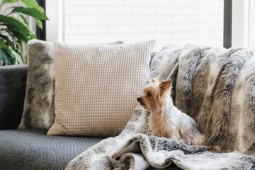 Pet-friendly