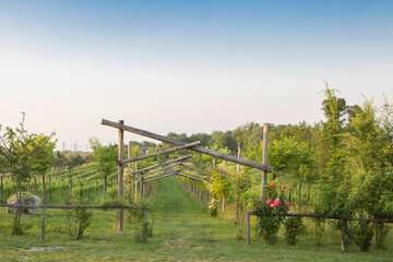 Vineyard