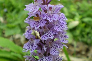 Photo 36