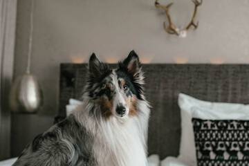 Pet-friendly amenities