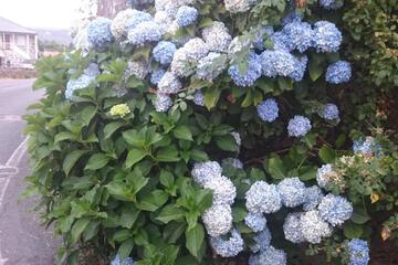 Photo 49