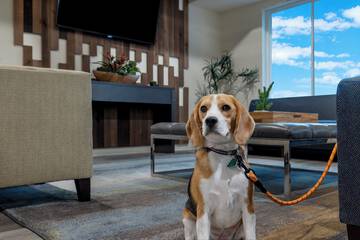 Pet-friendly amenities