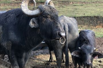 Game viewing
