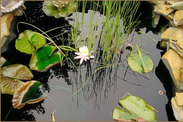 Property Grounds 51 of 62