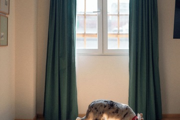Pet-friendly