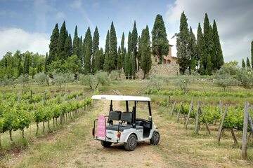 Vineyard