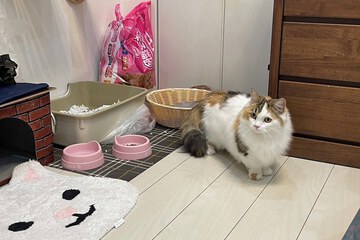 Pet-friendly