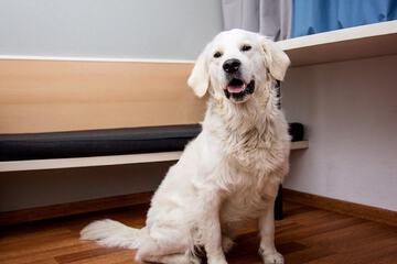 Pet-friendly