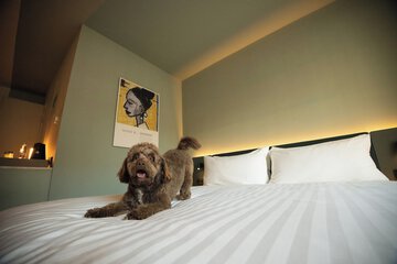 Pet-friendly