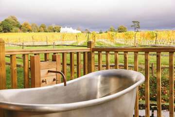Vineyard view