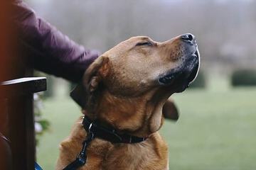 Pet-friendly