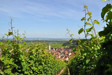 Vineyard