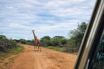 Safari