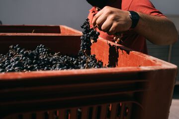 Vineyard