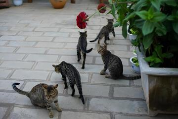 Photo 26