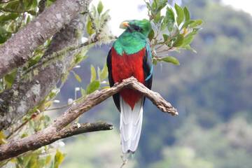 Game viewing