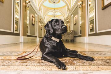 Pet Friendly 84 of 85