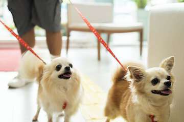 Pet-friendly
