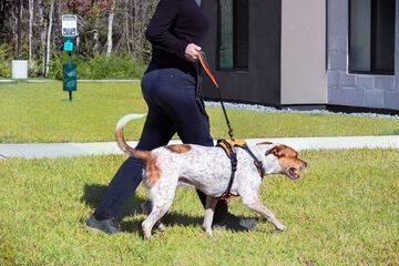 Pet-friendly amenities