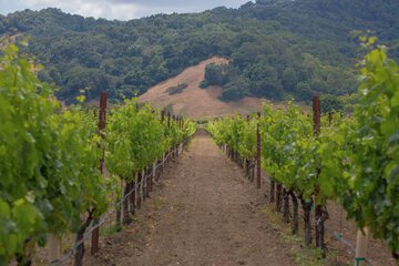 Vineyard view