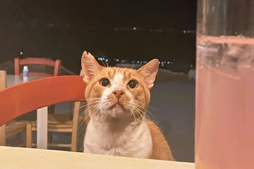 Pet-friendly