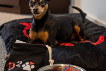 Pet-friendly amenities