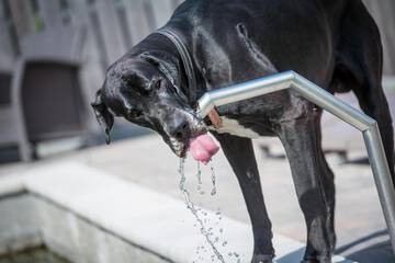 Pet-friendly