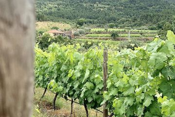 Vineyard