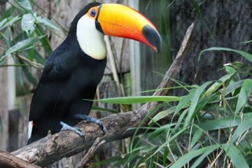 Game viewing
